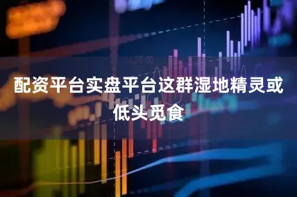 配资平台实盘平台这群湿地精灵或低头觅食